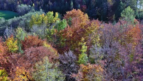 wonderful colored autumn wood in the swiss alps near mitholz kandersteg bern