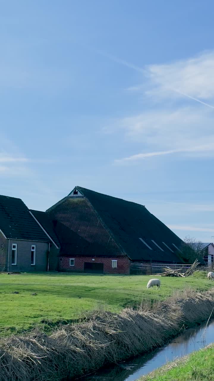 Får græsser på en grøn mark ved et bondehus og en kanal