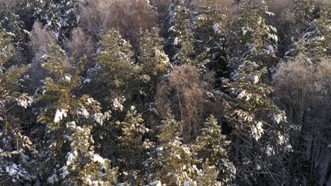 Antenne:-Enthüllen-Sie-Eine-Aufnahme-Eines-Riesigen-Majestätischen-Schneebedeckten-Kiefernwaldes-An-Einem-Abend-Der-Goldenen-Stunde