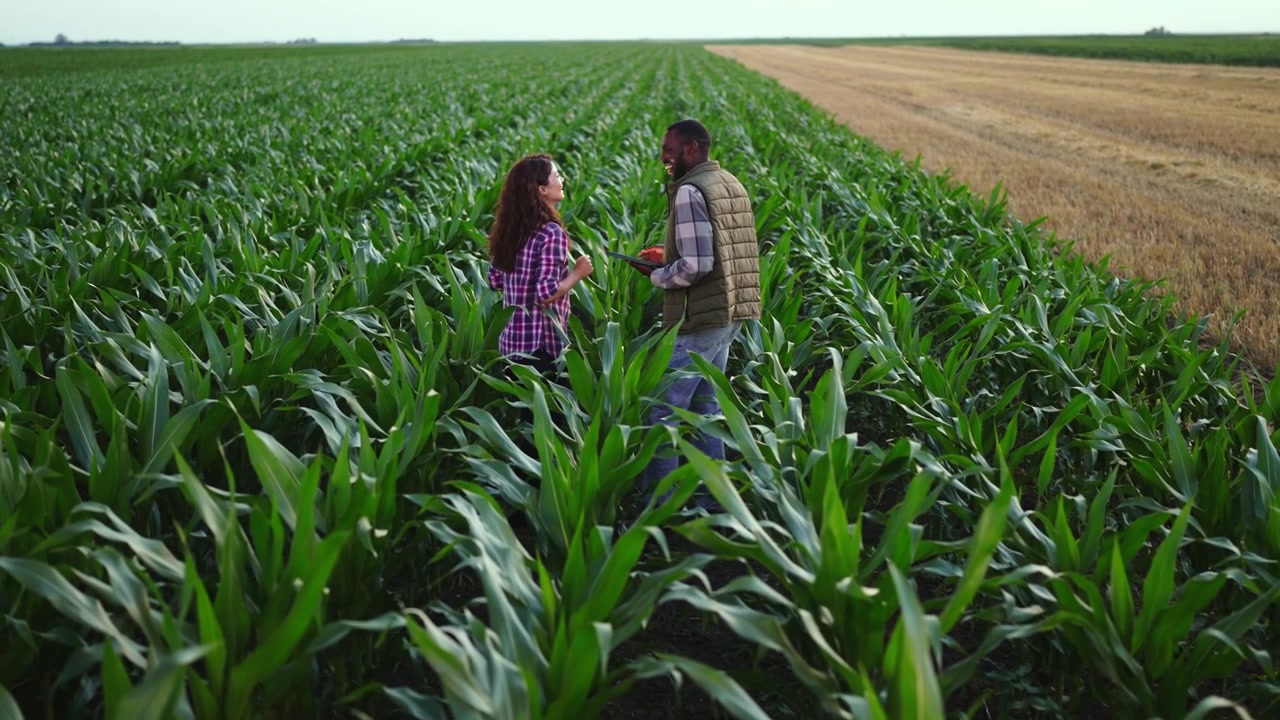 Two Farmers Discussing Crop Progress in a Green Corn Field