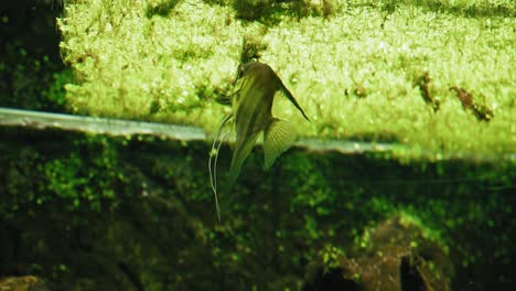 pez ángel nadando en un acuario