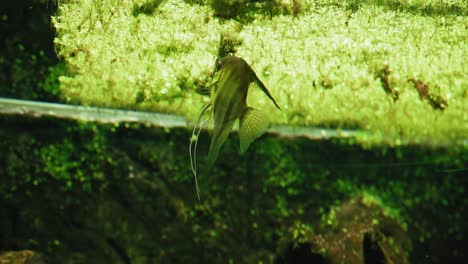 angelfish swimming in an aquarium