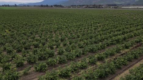 Bäume-Gepflanzt-In-Der-Landschaft-Chiles