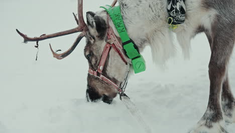 Filmische-Nahaufnahme-Eines-Rentiers,-Das-Schnee-Frisst