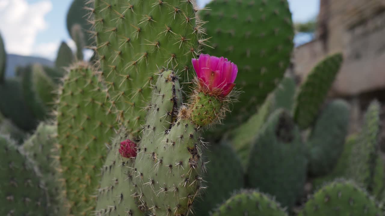 Slow motion landscape of pink flower on cactus cacti plant with sharp spines thorns spikes nature desert vegetation in Mitla Archaeological Oaxaca Mexico travel tourism