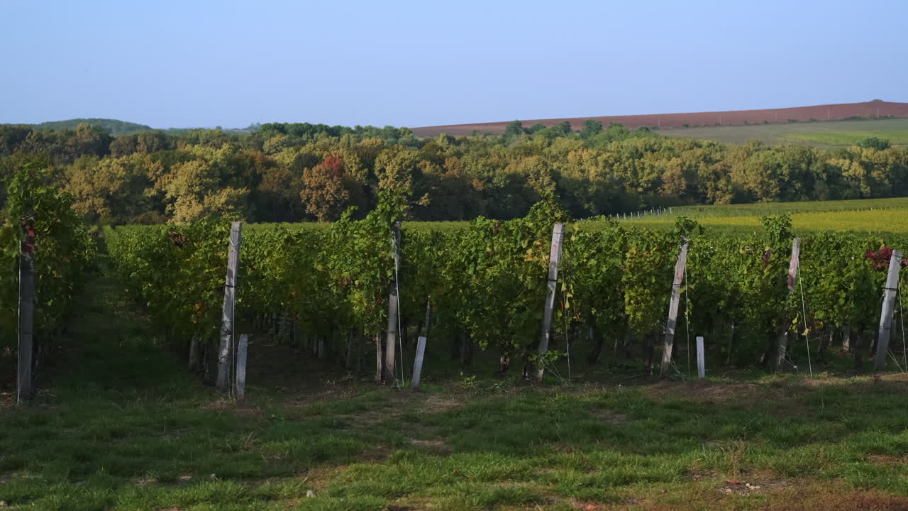 paisaje de viñedos en otoño