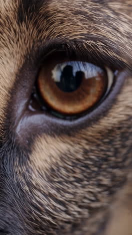 close-up of a cat's brown eye