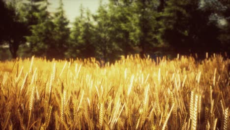 scene of sunset or sunrise on the field with young rye or wheat in the summer