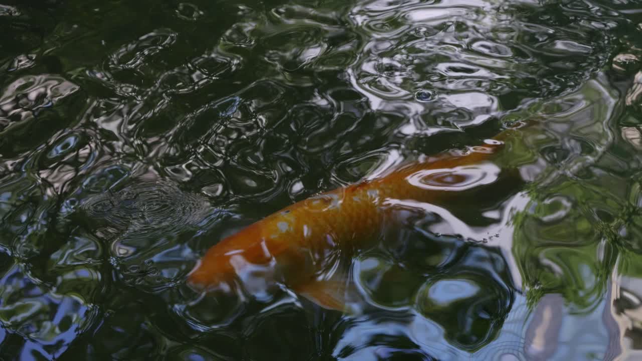 Beautiful golden Koi fish swimming through dark cinematic waters