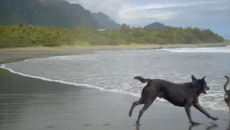 black dog chasing after another dog from sandy wet beach into water, filmed as full body slow motion handheld pan shot