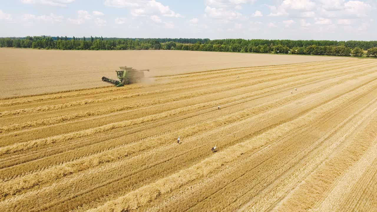 Аисты на пшеничном поле, где идет уборка урожая.