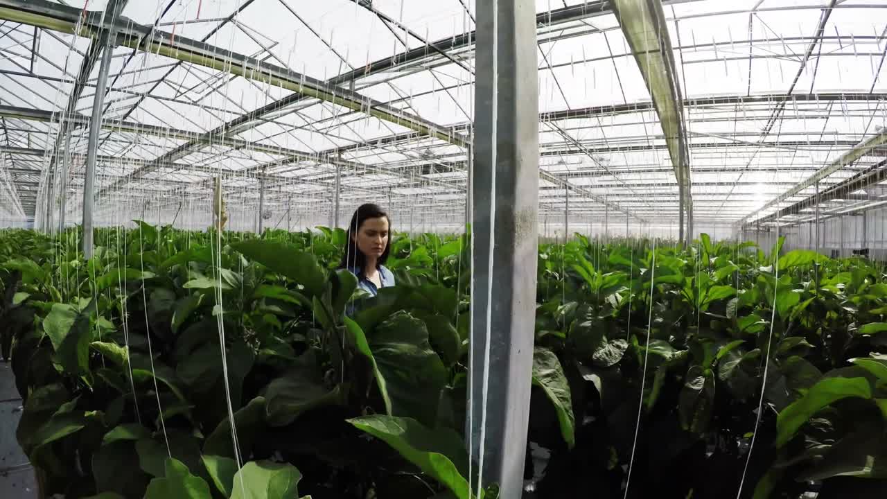 trabajador del invernadero inspeccionando las plantas 4k