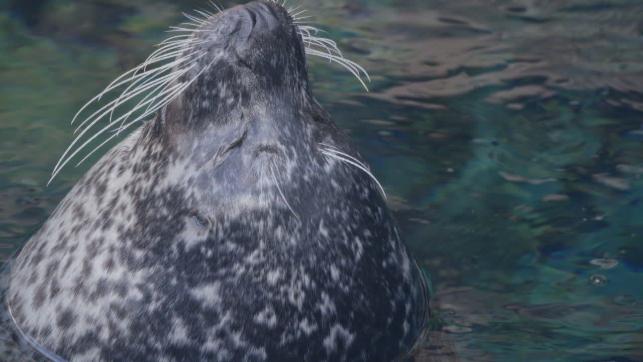 Harbor seal sticking head out of water, close up portrait, long mustache