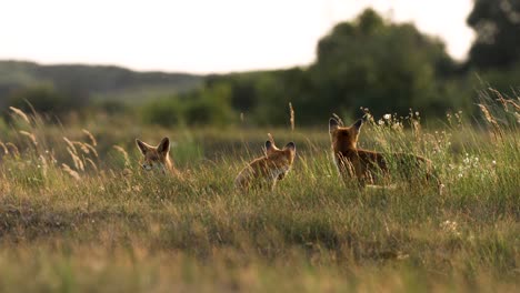 a couple of young foxes in a field watching and waiting for their mother to return