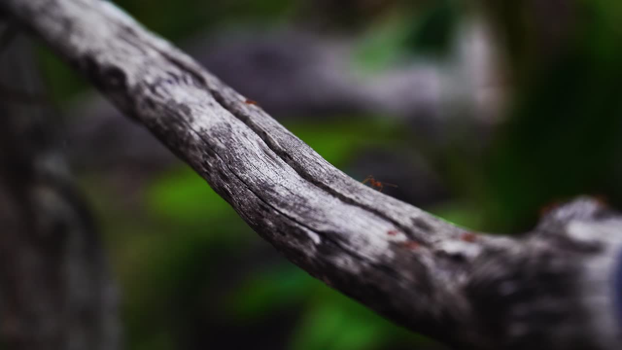 Red ants walk on weathered branch in backyard, close up