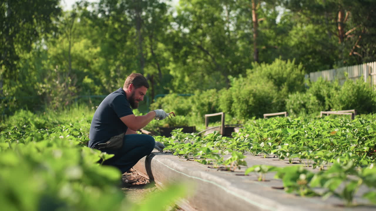 side view farmer in greenhouse kneeling among rows wipes forehead with gloved arm, pauses from pruning soil, resumes careful work tending young plants, sunlight on metal frame