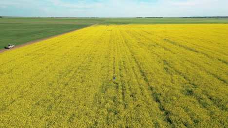 Agricultor-Inspeccionando-Sus-Cultivos-De-Aceite-De-Canola-De-Colza