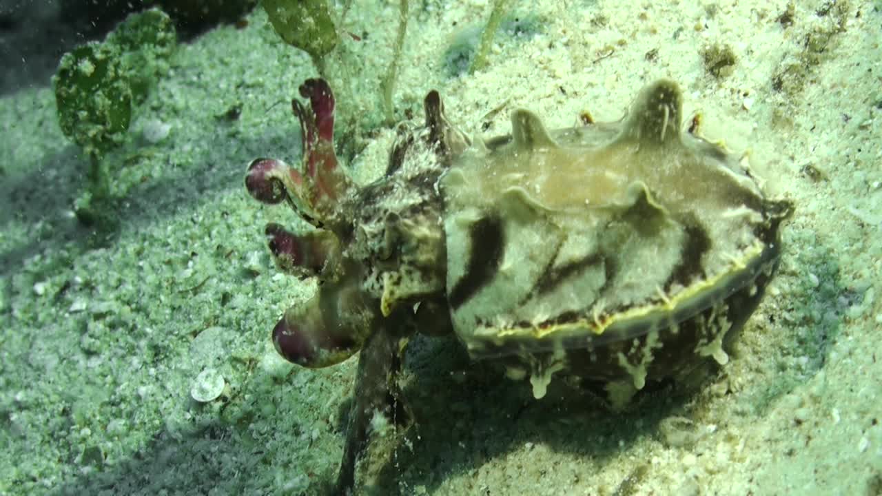 flamboyant cuttlefish washed away from reef by current or surge, sinking down to sandy bottom