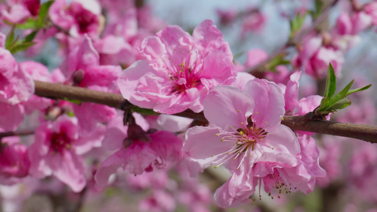 Close Up of Pink Peach Blossoms Dancing in the Spring Air