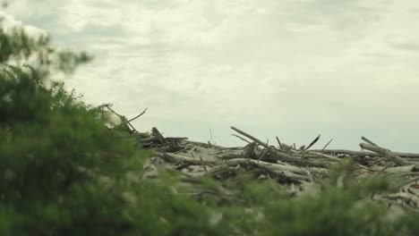 Verdant-plant,-driftwood-pile-on-sand-and-aesthetic-pastel-sky,-rack-focus