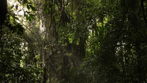 sunbeams piercing the lush greenery of a forest