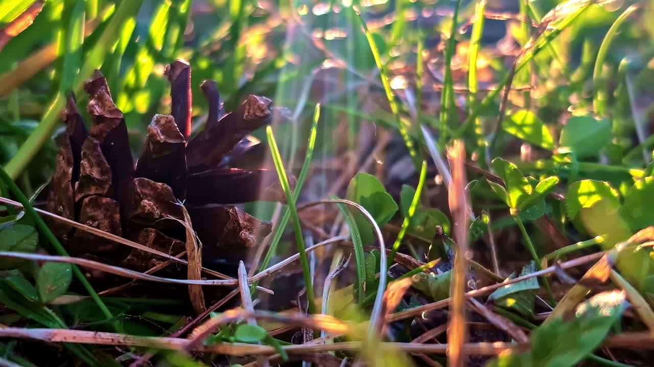 Low angle macro view of a pine cone among clover and grass lit by warm evening sunlight, natural background