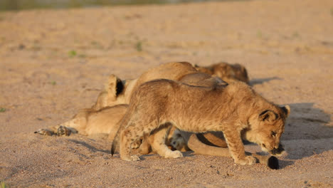 wide shot of a cute lion cub hunting the its mother's tail in golden light, greater kruger