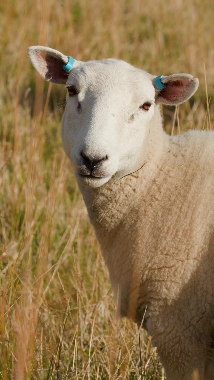Agnello con marche auricolari gira la testa nell'erba dorata, luce solare naturale, inquadratura ravvicinata stabile.