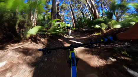 mountain biking through a sunny forest trail