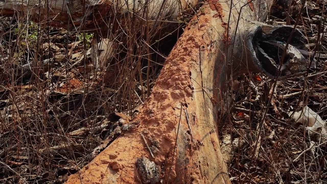 Orbiting view of a fallen tree log covered with extensive termite mud tubes revealing subterranean termite shelter structures used for protection moisture retention and foraging activity