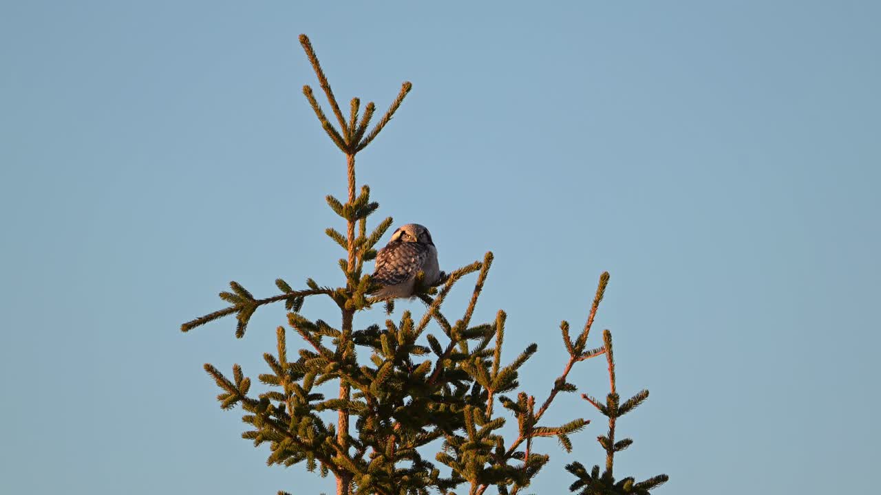 Northern Hawk Owl sits motionless atop small pine tree in Norway during golden hour, handheld view.