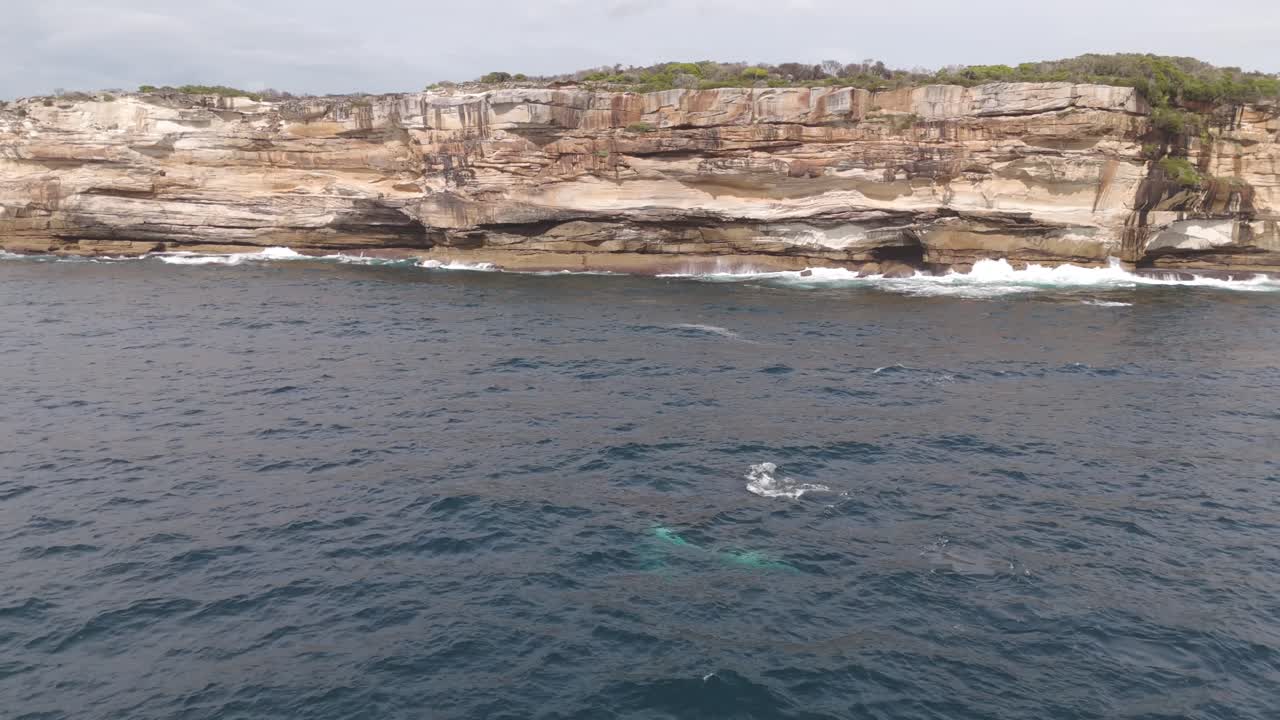 erial view of humpback whale near Sydney's coastal walk cliffs—close to shore, perfect for whale watching season with stunning ocean scenery and dramatic rocky coastline backdrop.