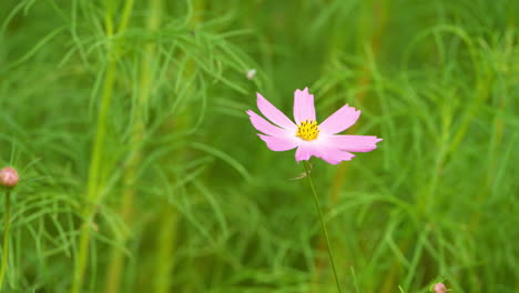 Flor-Rosa-Del-Cosmos-O-Primer-Plano-Del-Cosmos-Del-Jardín-Sobre-Fondo-Verde