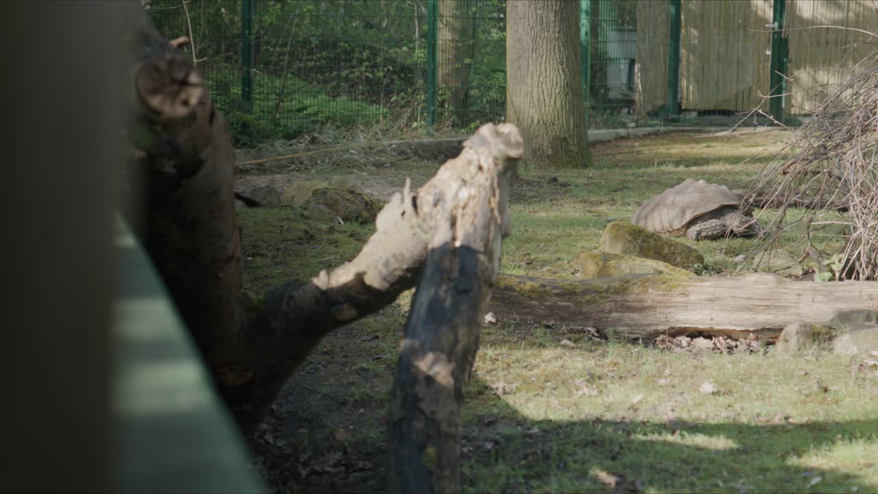 Tortoise moving slowly across the ground inside a zoo enclosure with natural surroundings and soft daylight in an outdoor environment