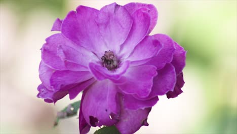 purple flower swaying on the wind close up