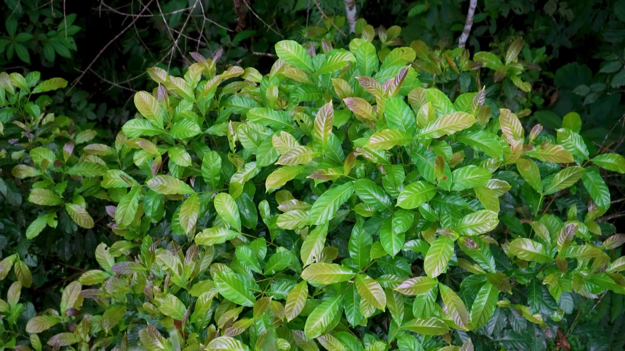 Foglie fresche rosse e verdi su un arbusto tropicale nella foresta pluviale ecuadoriana, che risaltano vivacemente contro la vegetazione scura e ombreggiata dietro di esso.