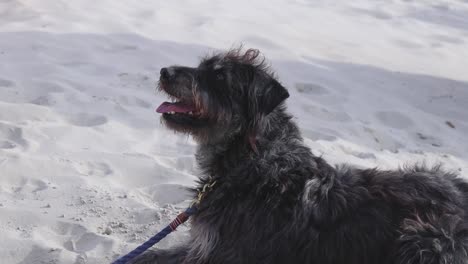 black dog playing on white sand on the beach