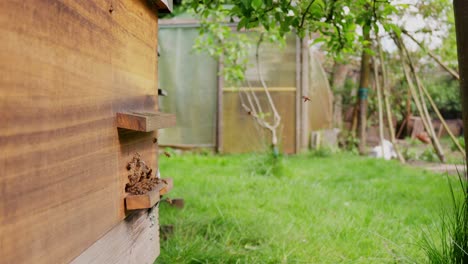 Wooden-hive-structure,-flying-and-buzzing-insect-swarm,-slow-motion