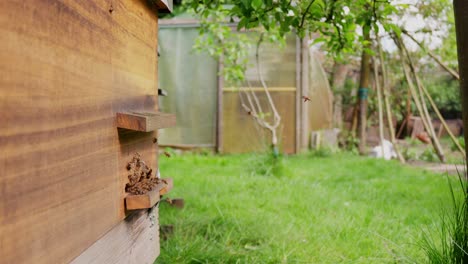 wooden hive structure, flying and buzzing insect swarm, slow motion