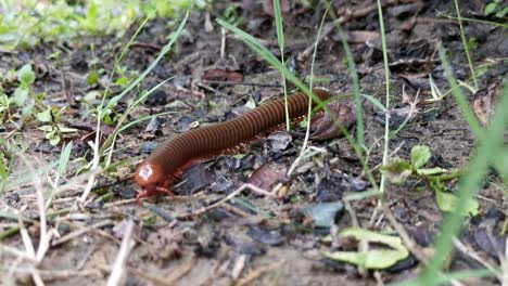 Closely-observe-a-Spirostreptida-Millipede-as-it-navigates-the-ground,-mingling-with-soil-and-grass-while-on-the-hunt-for-food-in-this-follow-shot