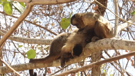 una tropa de monos capuchinos del nuevo mundo se acicalan en las copas de los árboles del pantanal brasileño