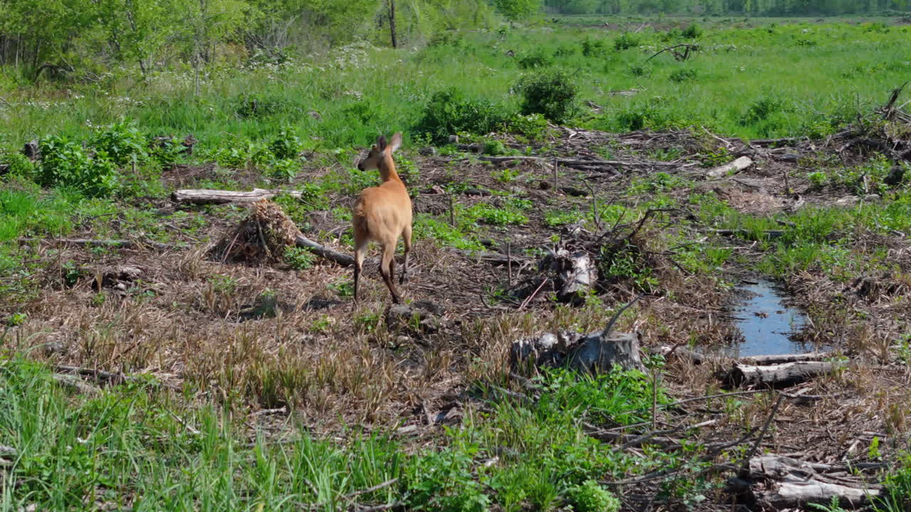 South American Marsh Deer, blastocerus dichotomus, Wildlife Protection