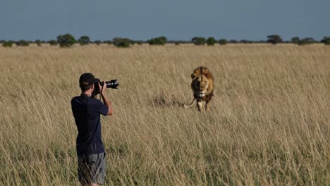 photographer capturing a majestic lion in the african savanna