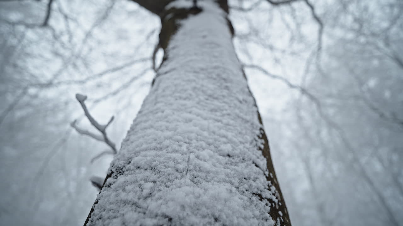 은 겨울 숲 장면에 설정 된 부드러운 얼음 질감과 함께 눈 인 나무 줄기
