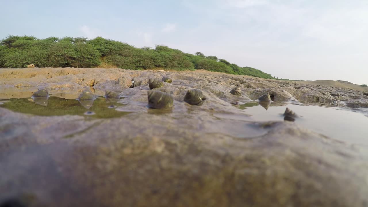 lapso de tiempo de caracoles marinos moviéndose sobre una roca junto a la orilla con cielo azul y vegetación