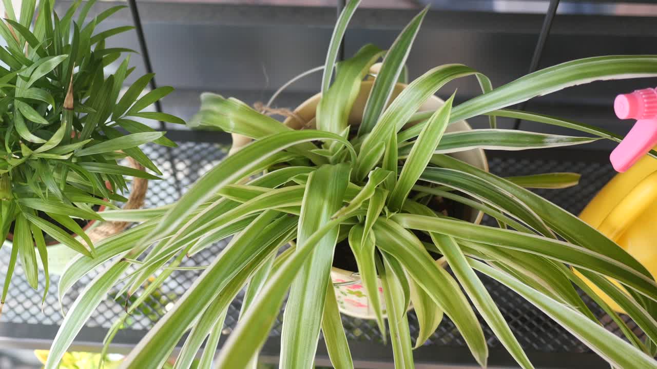 Potted Plants and Spray Bottle on a Shelf