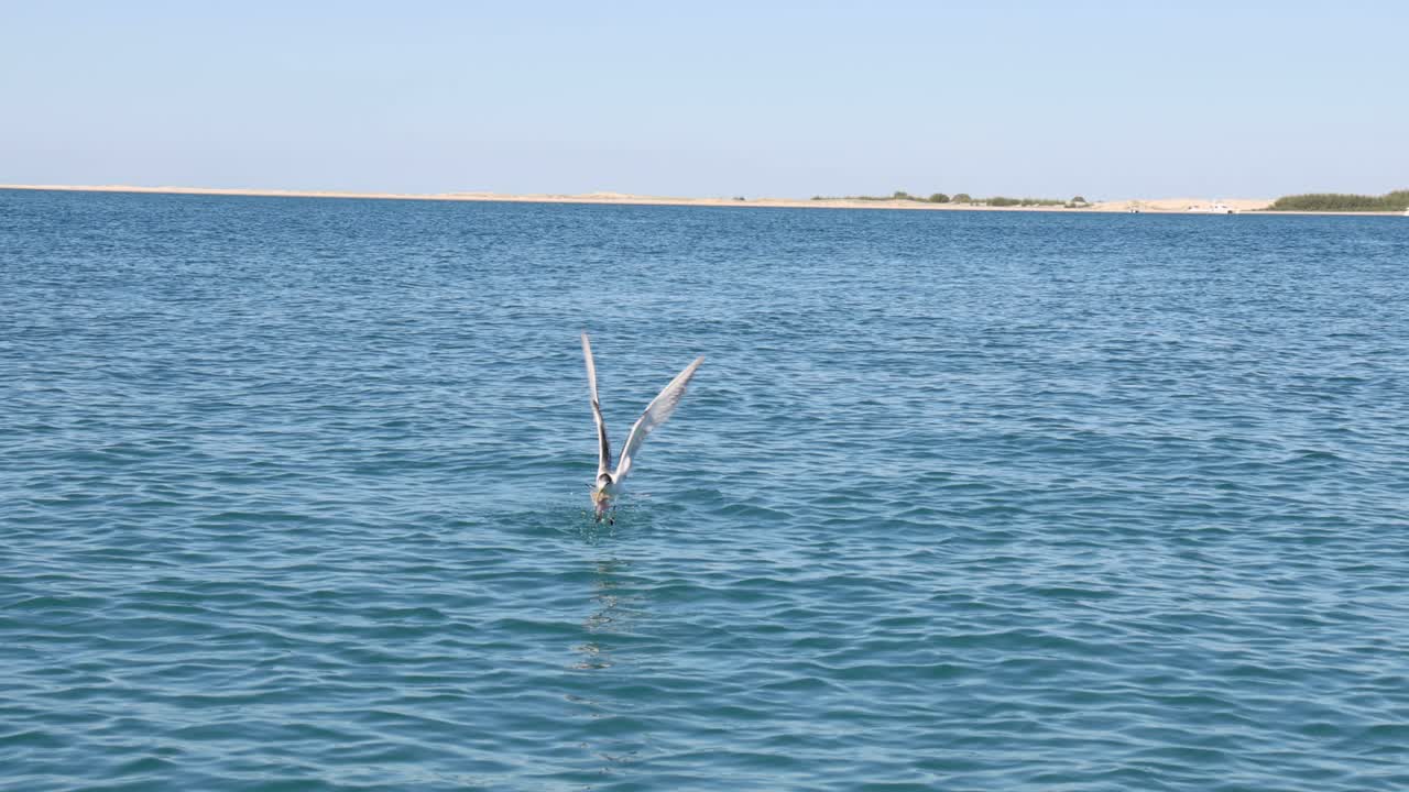 바다에서 물고기를 잡기 위해 다이빙하는 바다표범