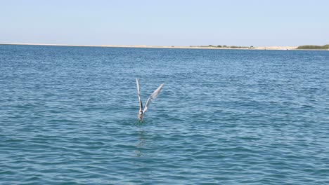 la gaviota se sumerge y atrapa peces en el océano.