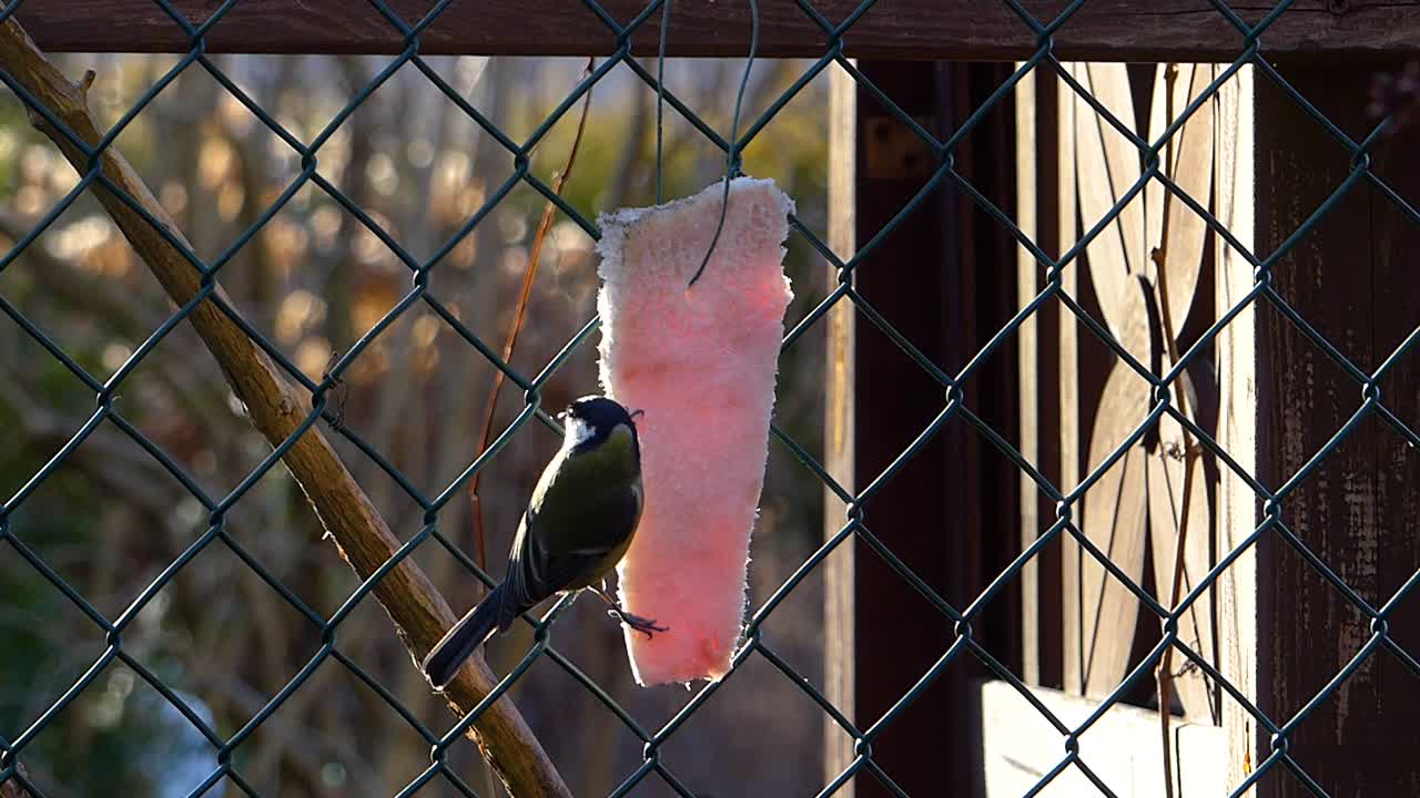 울타리에 매달려있는 돼지 지방 조각은 귀엽고 민첩한 큰 가슴으로 먹습니다.