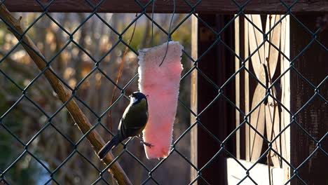 a piece of pork fat hanging on a fence is eaten by cute and agile great tits